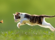 开云体育下载-范弗利特一剑封喉！勇士团队压制力令爵士窒息