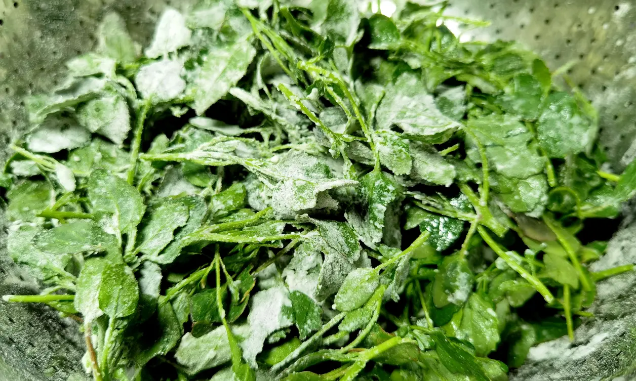 包含汉堡草菜现连败，保持不稳定状态的词条