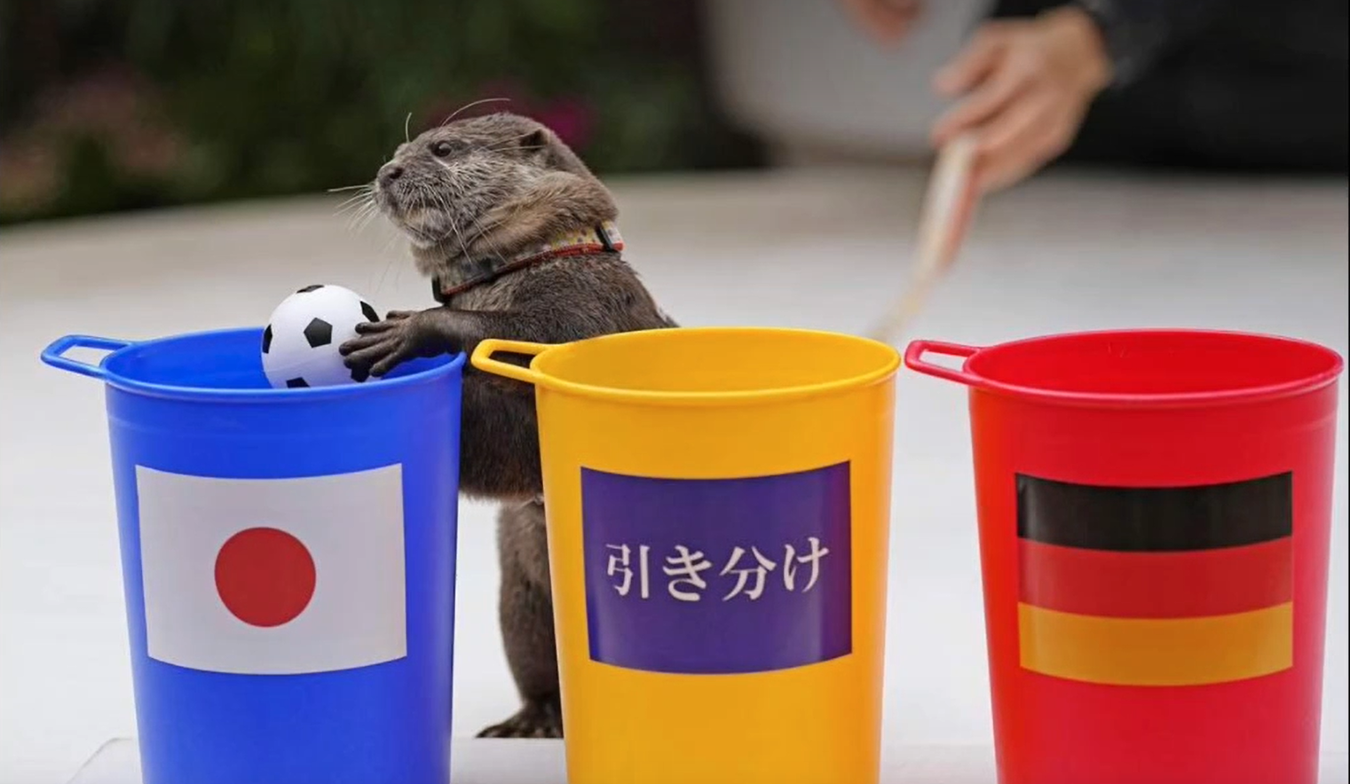 德国队翻盘日本队，黄鸭组合点燃赛场的简单介绍